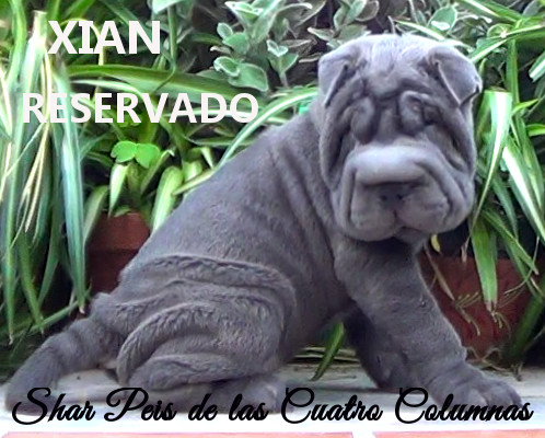 cachorros azules shar peis arrugados