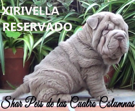 cachorros azules shar peis arrugados