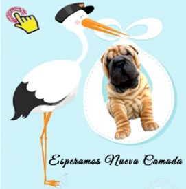 shar pei cachorros venta arrugados linea americana