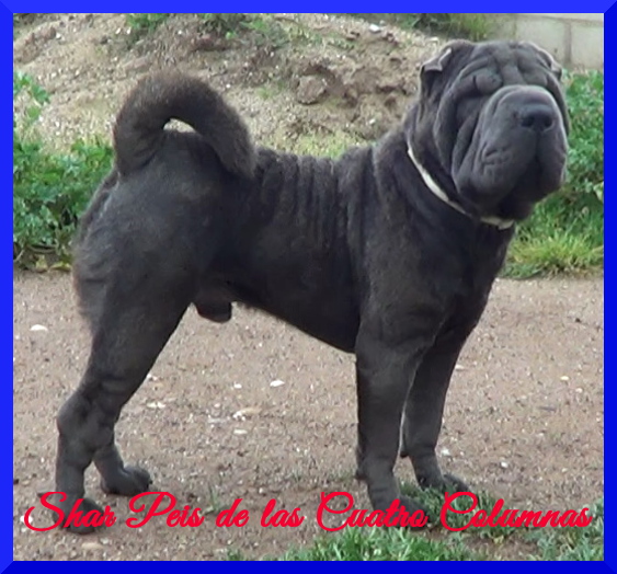 venta comprar cachorros sharpei