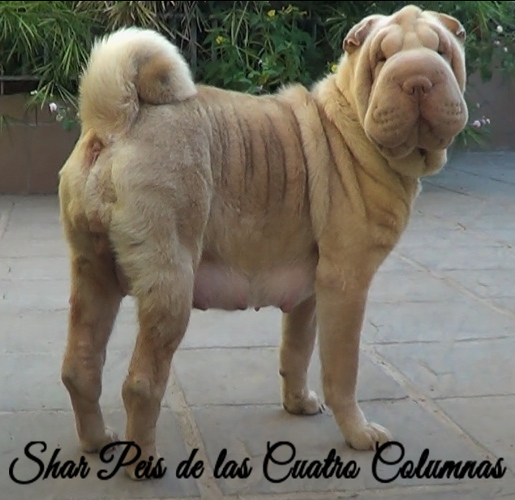 venta comprar cachorros sharpei