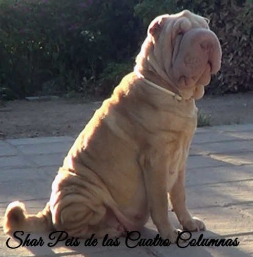 venta comprar cachorros sharpei