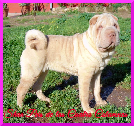 venta comprar cachorros sharpei